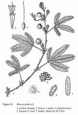 Mimosa Flower Flowers coloring Pages – Artofit sketch template