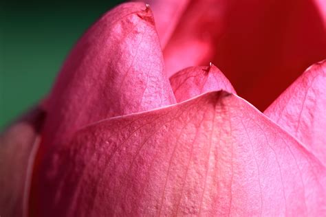 Pink petals, lotus HD wallpaper | Wallpaper Flare