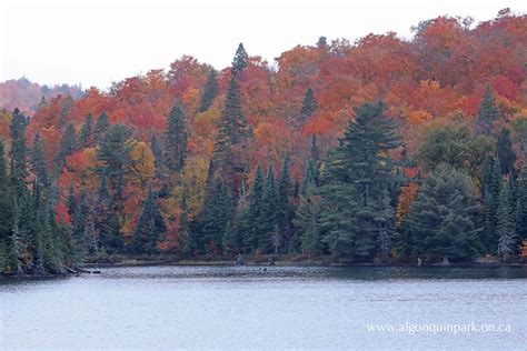 Fall Colour Report | Algonquin Provincial Park | The Friends of ...