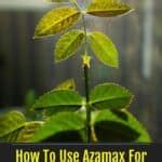 How To Use Azamax For Spider Mites