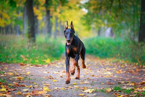 Doberman Wallpapers - Top Free Doberman Backgrounds - WallpaperAccess