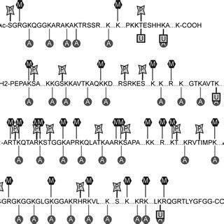 Histone modifications. This figure represents some of the potential... | Download Scientific Diagram