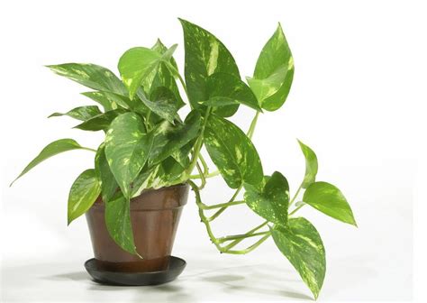 House plants peaked in popularity in the '70s - oregonlive.com