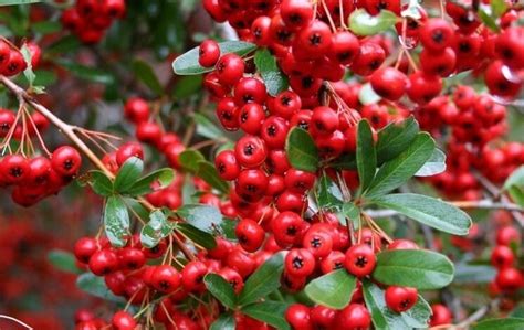 Pyracantha - Complete Gardering