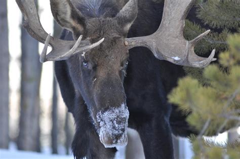 Plan Your Winter FUN in Grand Lake, Colorado - Western Riviera Lakeside Lodging