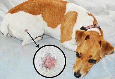 Ringworm in dogs - PDSA