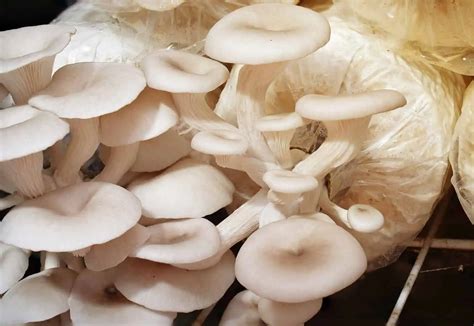 Mushroom Grow Bags: An All Inclusive Guide to Growing