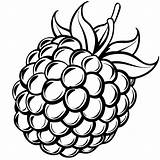 blackberry coloring pages Free Printable 54077658 Vector  sketch template