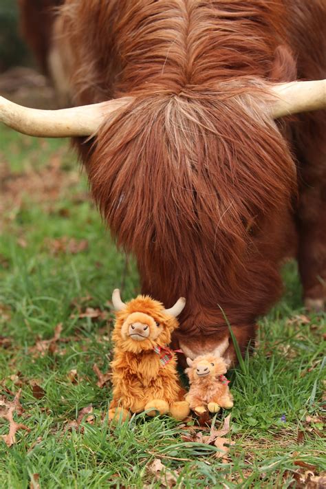 Mini Highland Cow Plush | hens-and-highlands