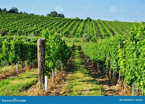 Green Vineyard Of South Moravia Royalty Free Stock Photo - Image: 25366845