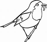 Free Printable Robin Bird coloring Page  Download Print Or Color sketch template
