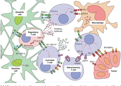 Figure 1 from The mechanism of anti-CTLA-4 activity and the negative regulation of T-cell ...