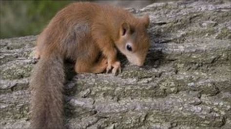 Red squirrel breeding programme for East Anglia - BBC News