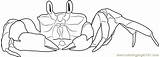 Blue Crab Coloring Pages sketch template