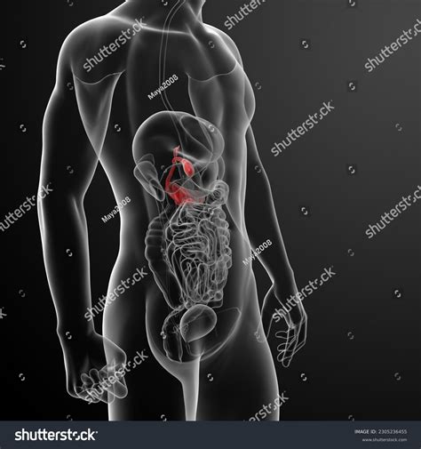 Man Patient Side View Stomach: Over 4 Royalty-Free Licensable Stock Illustrations & Drawings ...