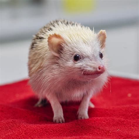 Care for Hedgehogs — AVIAN & EXOTIC ANIMAL CLINIC