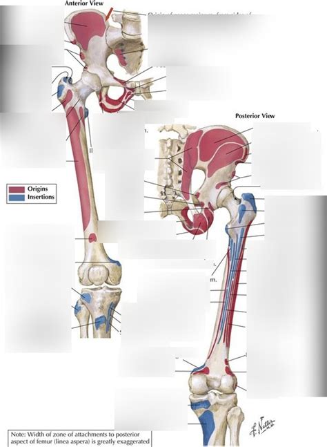 origins/insertions for hip and knee muscles Diagram | Quizlet