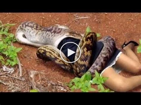 EXTREME GIANT ANACONDA EATS MAN ALIVE 5 – GIANT SNAKE ATTACKS WOMAN CAMERA CAUGHT ON TAPE ...