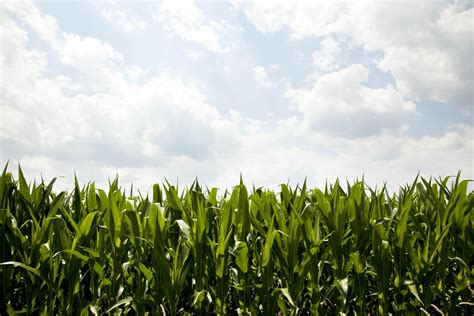 🔥 [40+] Illinois Corn Field Wallpapers | WallpaperSafari