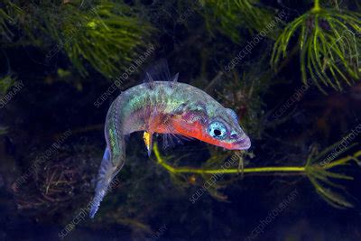 Three-spined stickleback - Stock Image - Z605/1661 - Science Photo Library