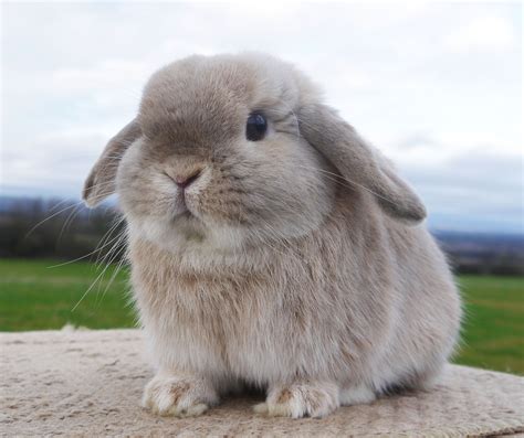 Rabbit Breeds Images | Crazy Gallery | Cute baby bunnies, Rabbit breeds ...