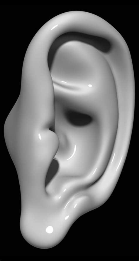 Ear 3d model | |ear|human|part|head|sculpture|hearing|earing|mannequin|anatomy|man|woman|girl ...