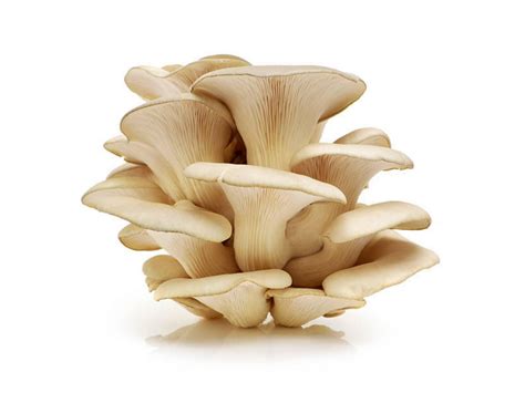 Buy Pleurotus Florida-White Oyster Mushroom