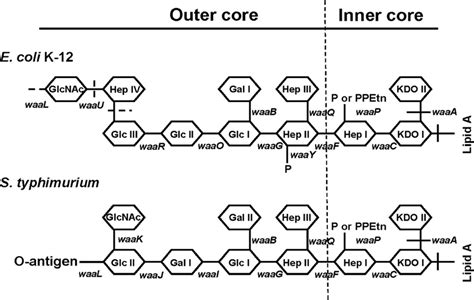 Structures of the inner core and outer core regions of the LPS of E ...