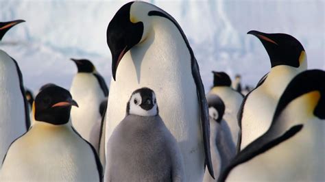 Emperor Penguin Facts for Kids - Fun Facts and Information • Kids ...