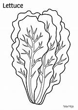 Lettuce Coloring Pages Free Printable PDFs  WakeTheKids sketch template