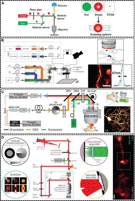 | Overview of modified STED microscopy for in vivo imaging. (A) The ...