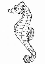 Seahorse Coloring Page  Free And Printable Template For Kids Adults sketch template