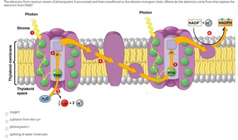 Solved The electrons from reaction center of photosystem II | Chegg.com