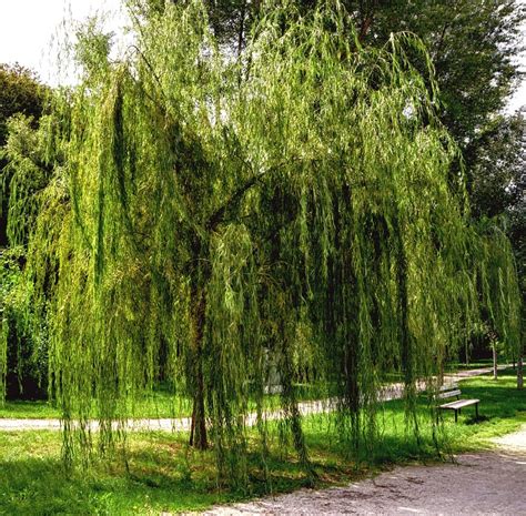 Free photo: Weeping Willow, Garden, Nature - Free Image on Pixabay - 496202