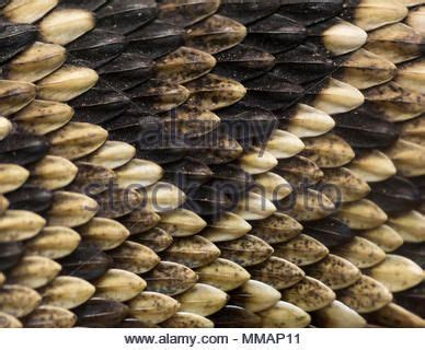 rattlesnake skin texture close up Stock Photo - Alamy | Snake, Snake skin, Snake drawing