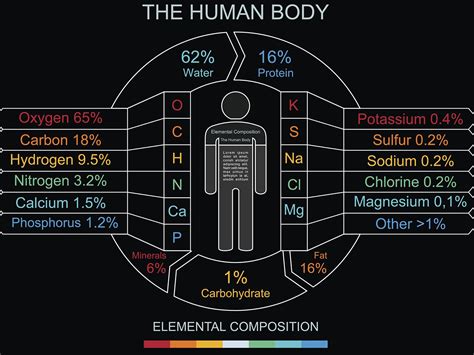 Biological Makeup Of The Human Body | Saubhaya Makeup