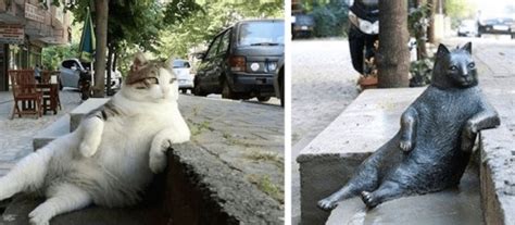 The Most Famous Istanbul Cat Was Honored With A Bronze Statue - Women ...