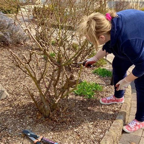 Pruning Knockout Roses: when, what and how - Garden Sanity by Pet Scribbles