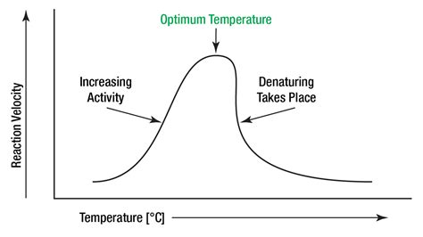 Temperature Effects | Worthington Biochemical