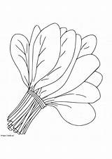 Bundle Of Spinach Coloring Pahe coloring Page sketch template