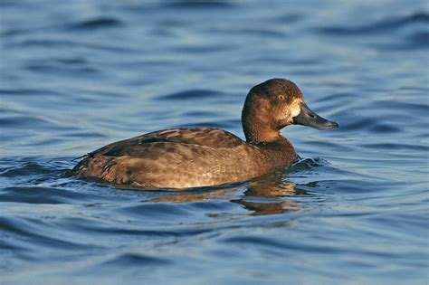 Tufted Duck, Greater Scaup and Lesser Scaup photo ID guide - BirdGuides