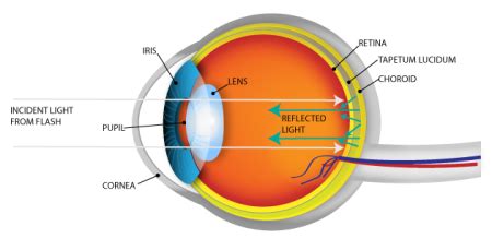 Reindeer Eye Color Shifts to Brilliant Blue During Winter [Video] – Guardian Liberty Voice