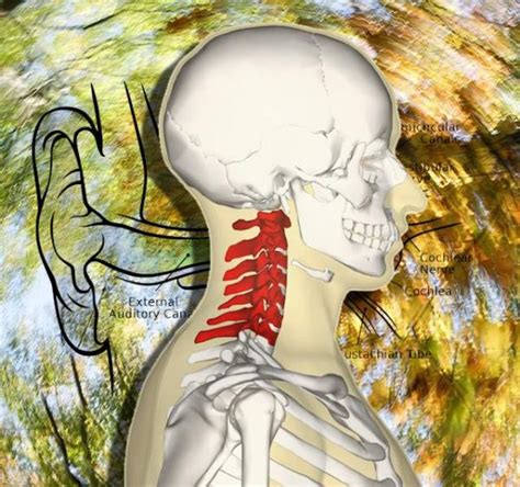 Dizziness - Neck Related Vertigo Caused By The Cervical Spine