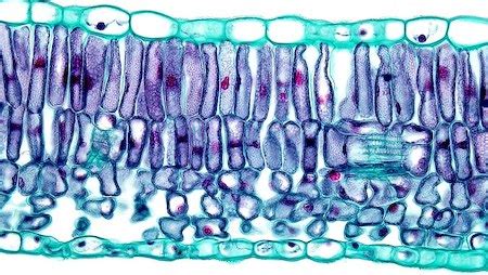 Epidermal Cells & Tissue in Plants | Function of Epidermis in Plants ...