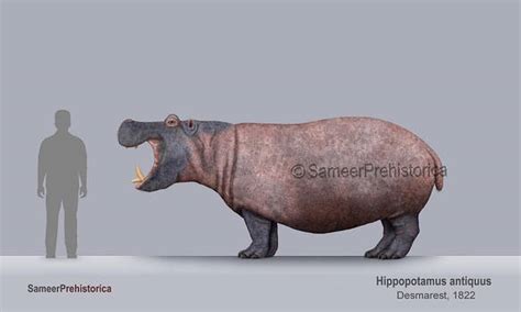 Explore the Best Hippopotamus Art | DeviantArt