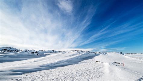 About Plant Life in the Polar Regions | Sciencing