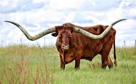 Download wallpapers Texas Longhorn, wildlife, meadow, Bos taurus ...