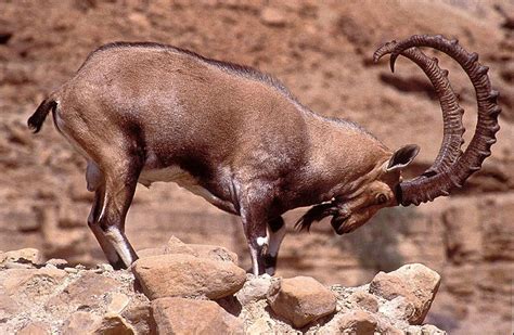 nubian ibex - Google Search | Козерог