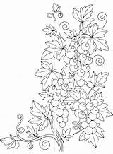 20  Grapes Coloring Pages Free Printable PDF & Online sketch template