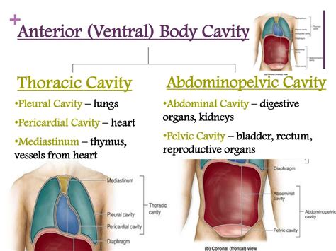 Abdominopelvic Cavity Organs